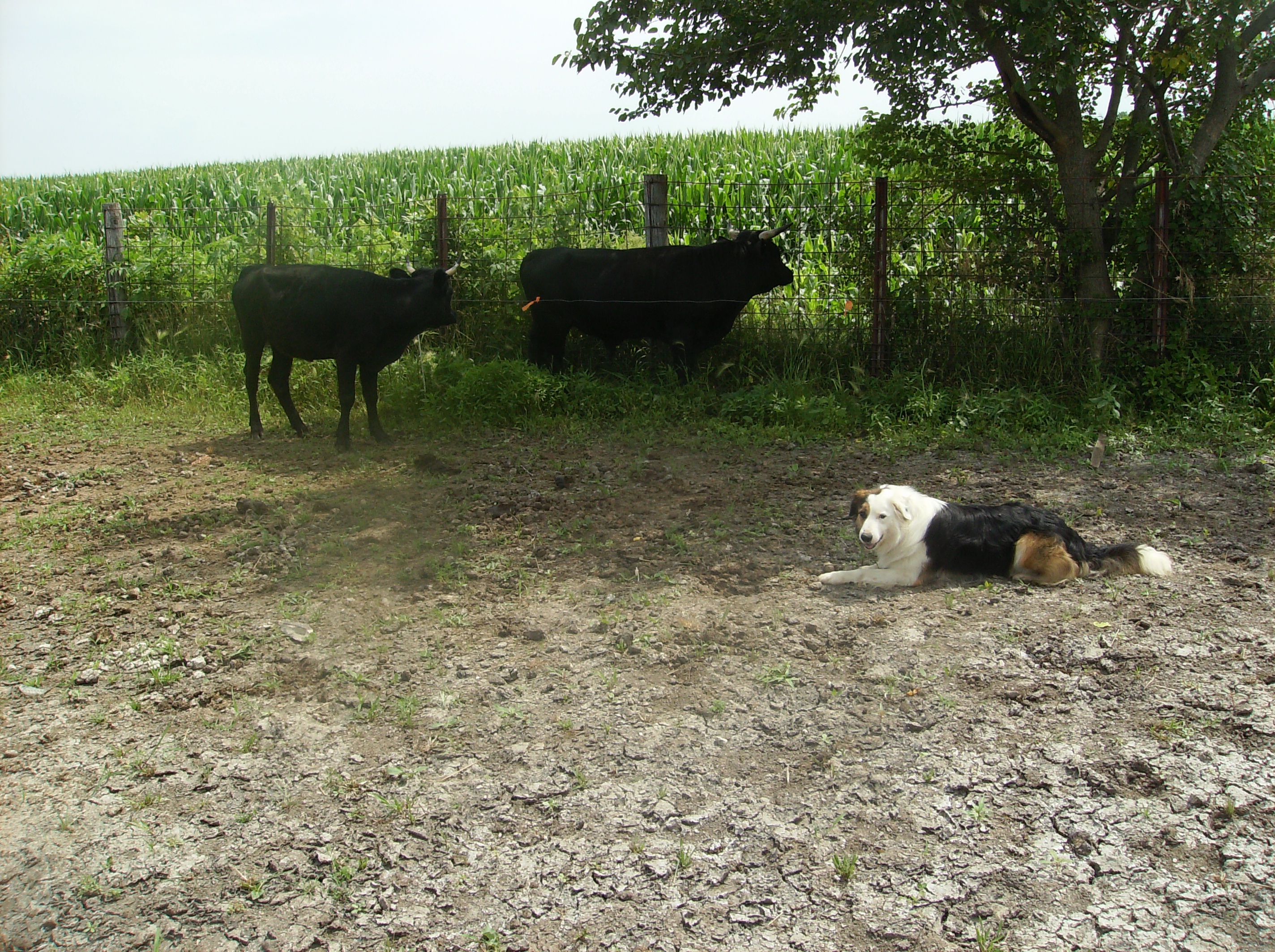 clydejuly2011.jpg